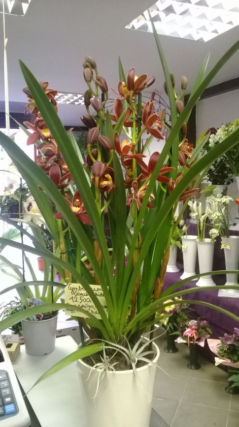 cserepes_cymbidium.jpg