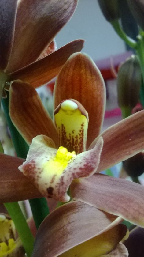 cymbidium_viraga.jpg