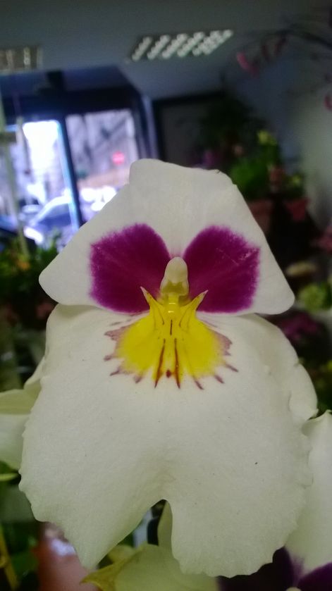 miltonia.jpg