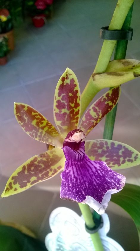 zygopetalum.jpg